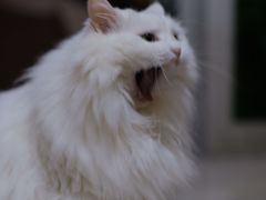 -瑞鹏宠物医院·骨科·猫科·内科(第一中心)