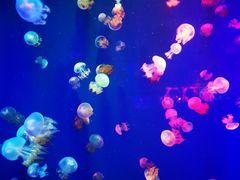 -成都浩海立方海洋公园