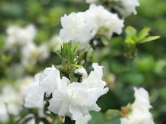 -木兰云雾山
