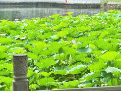 -荔湾湖公园