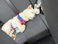 -申普宠物医院·眼科·心内科·影像科(普陀分院)