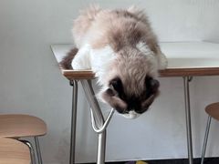 -有猫儿腻咖啡厅.猫咖