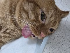 -瑞派长江宠物医院·猫科·外科·24小时夜护(谊城公寓分院)