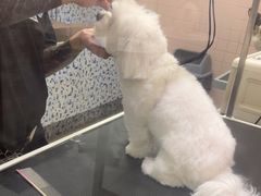-FAELING PETS美天灵宠物(富力广场店)