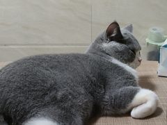 -lincat·猫舍(广州店)