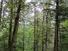 -五营红松林海景区