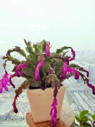 -久匠半永久纹眉
