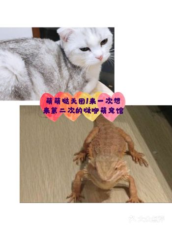 萌萌哒天团/来一次想来第二次的啵咿萌宠馆