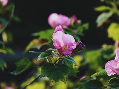 -贡湖湾湿地公园