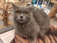 -飞行喵MR PILOT|猫舍·猫咖(静安大融城店)