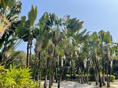 -深圳国际园林花卉博览园