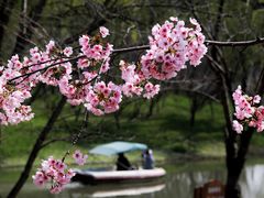 -顾村公园