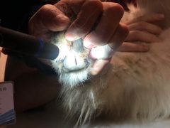 -瑞派·关忠动物医院·异宠专科·犬猫肿瘤·皮肤专科(望京店)