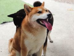 -柴犬高等学院·狗咖·柴犬售卖·宠物训练