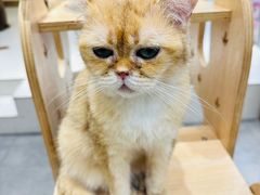 -飞行喵MR PILOT|猫舍·猫咖(静安大融城店)