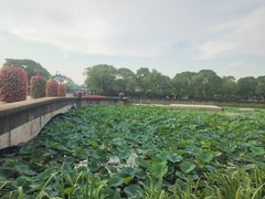 -上海鲜花港