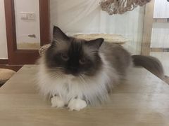 -Catmate·猫肥家润(金润铂宫店)