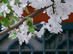 -海棠花溪(元大都城垣遗址公园)