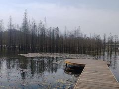 -白鹭湾湿地公园
