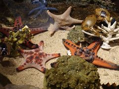 -悉尼海洋生物水族馆