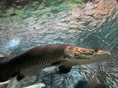 -上海海洋水族馆