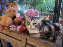 -咖法森林·咖啡  酒吧(天河店)