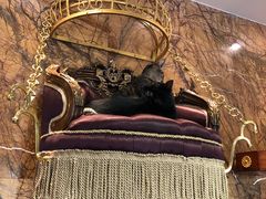 -more than meow吴止猫主题餐厅(承德 中船汇店)