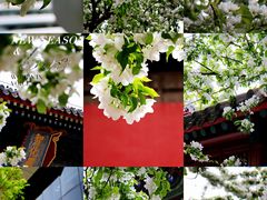 -海棠花溪(元大都城垣遗址公园)