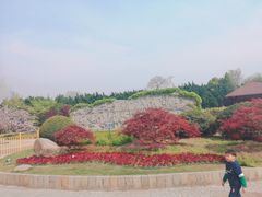 -嘉定紫藤园