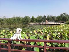 -绿堤公园