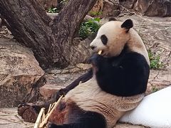 -广州长隆野生动物世界