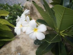 -芽庄珍珠岛游乐园