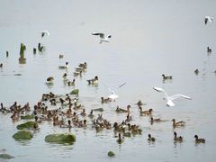 -深圳湾公园(南山区)