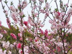 -南汇桃花村
