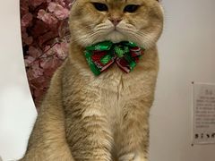 -柴迷FANS CLUB·柴犬狗咖·猫咖