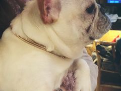 -more than meow吴止猫主题餐厅(承德 中船汇店)