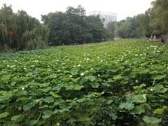 iphone_upload_pic-莲湖公园
