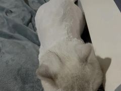 -小伙伴宠物医院·CT·骨科·眼科(高新店)