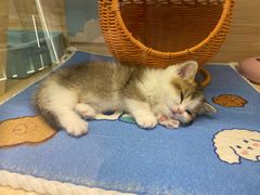 -momokira米努特·德文卷毛猫·棉花面纱犬