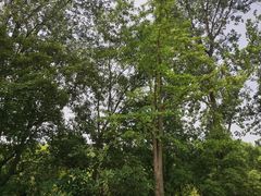 -上海滨江森林公园