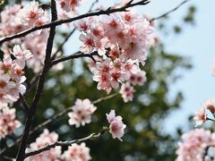 -王借岗森林公园