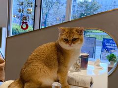 -飞行喵MR PILOT|猫舍·猫咖(静安大融城店)