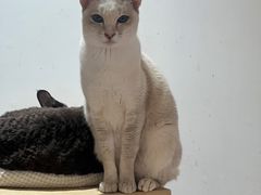 -Umiao与猫咖啡 猫咖