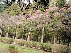 -番禺大夫山森林公园