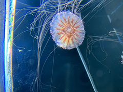 -海合安天津极地海洋公园