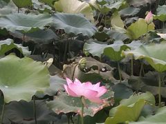 -武汉紫薇都市田园