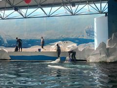 -秦皇岛乐岛海洋王国