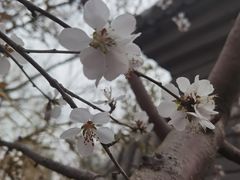 -桃花堤公园
