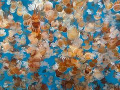 -海合安青岛极地海洋公园