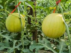 -庞各庄翠芳园西瓜蔬菜基地采摘园